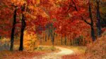 Trees display red and orange leaves during the fall season
