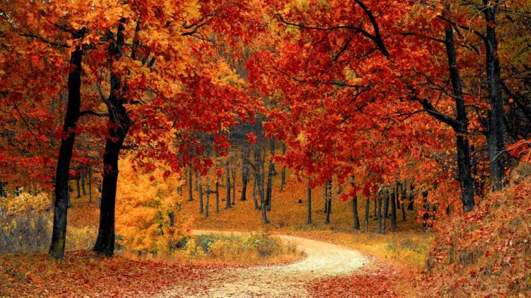 Trees display red and orange leaves during the fall season