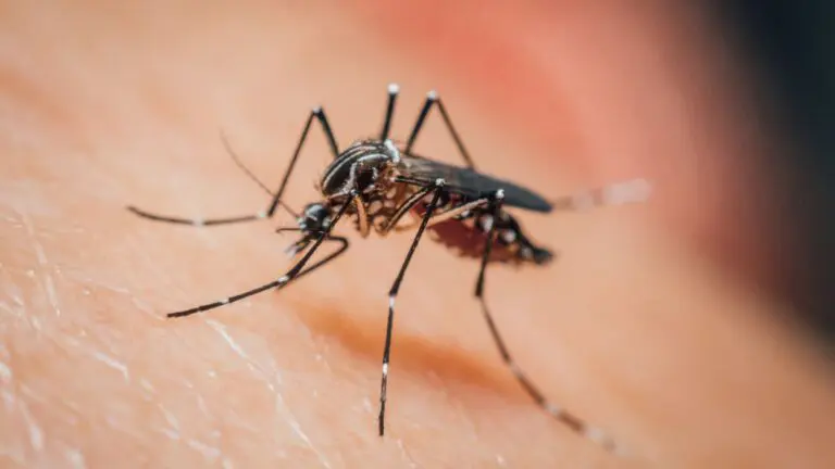 close up of mosquito on person's skin