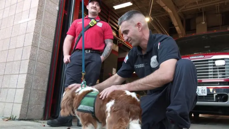 A Naperville firefighter petting a crisis response dog