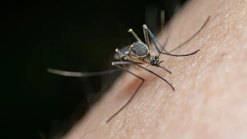 Close up of mosquito on skin