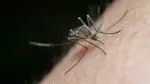 Close up of mosquito on skin