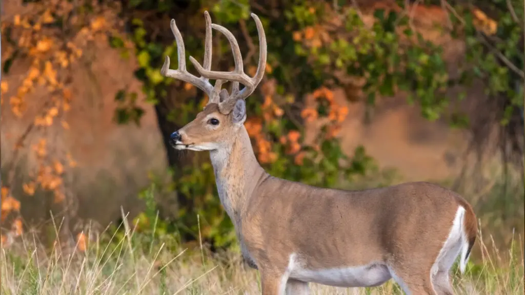A deer stands in the woods during fall