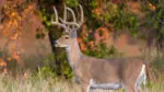 A deer stands in the woods during fall