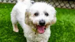 A smaller, white dog with wiry fur.