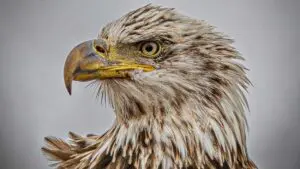 Photo of a bald eagle taken by Joe Viola