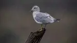 Photo of a nonbreeding adult ring-bill gull taken by Joe Viola