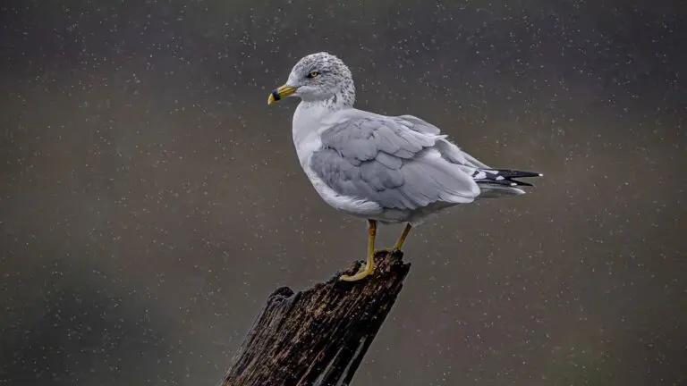 Photo of a nonbreeding adult ring-bill gull taken by Joe Viola