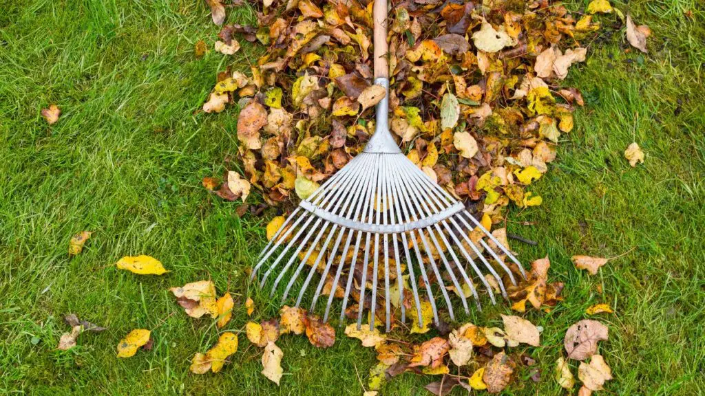 rake with pile of fall leaves on grass