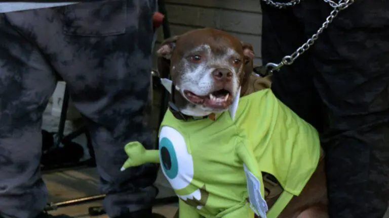 Dog sits wearing a Mike Wazowski Halloween costume