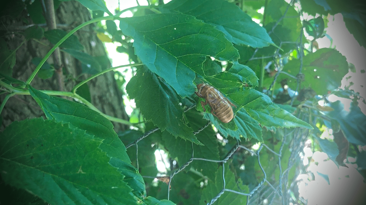 Cicadas Emerge Ahead of 2024 Event NCTV17