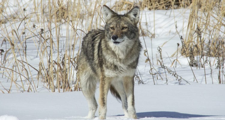 Coyote Behavior