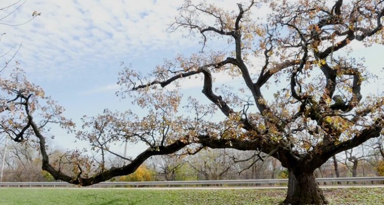 Final Seedlings From Historic Hobson Oak Available For Purchase2