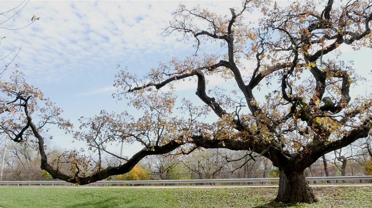 Final Seedlings From Historic Hobson Oak Available For Purchase2