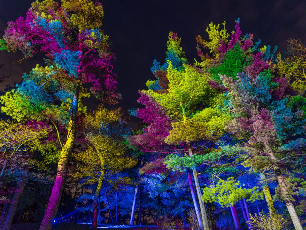 Illumination: Tree Lights at the Morton Arboretum is returning this holiday season for its 10th anniversary, and takes place as the arboretum is celebrating its own centennial.