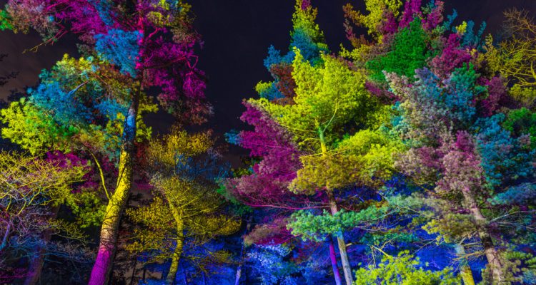 Illumination: Tree Lights at the Morton Arboretum is returning this holiday season for its 10th anniversary, and takes place as the arboretum is celebrating its own centennial.