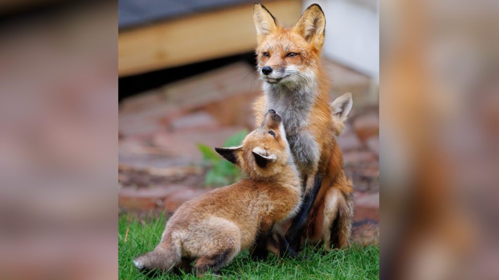 Batavia Library Photo Exhibit of Fox Valley Foxes