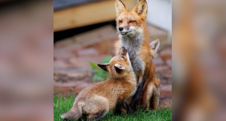 Batavia Library Photo Exhibit of Fox Valley Foxes