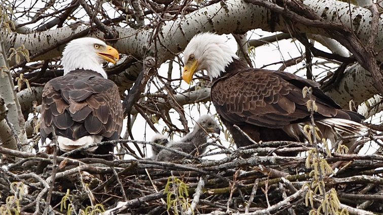 Baby Eaglets Spotted At Will County Forest Preserve1