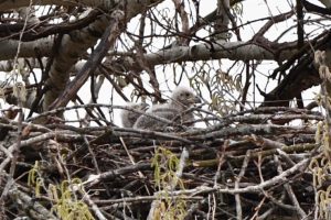 Bertrand Leclercq eaglet 2