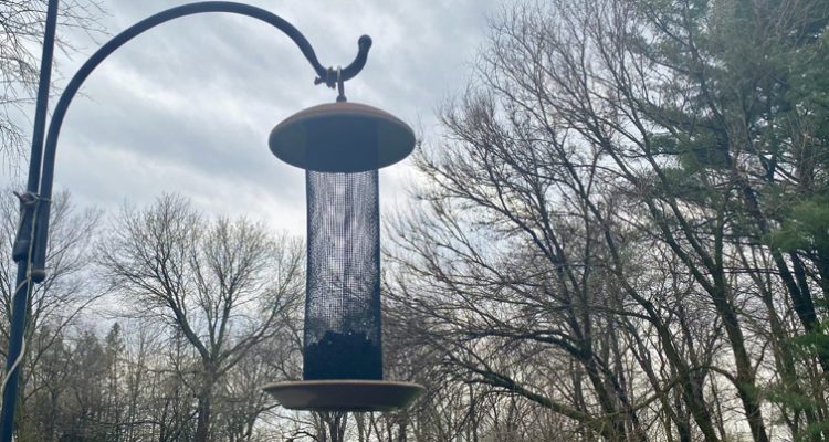 Illinois Officials Recommend Removing Bird Feeders, Baths Due To Avian Flu