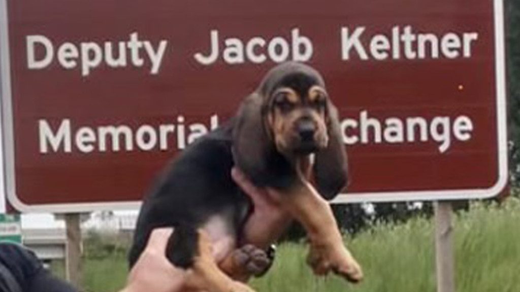 DuPage County Sheriff's Office Welcomes Bloodhound Jake To K9 Team
