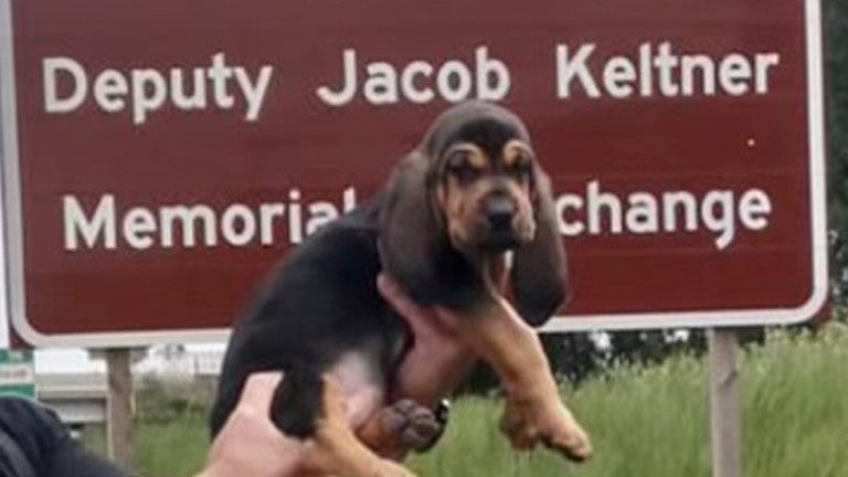 DuPage County Sheriff's Office Welcomes Bloodhound Jake To K9 Team