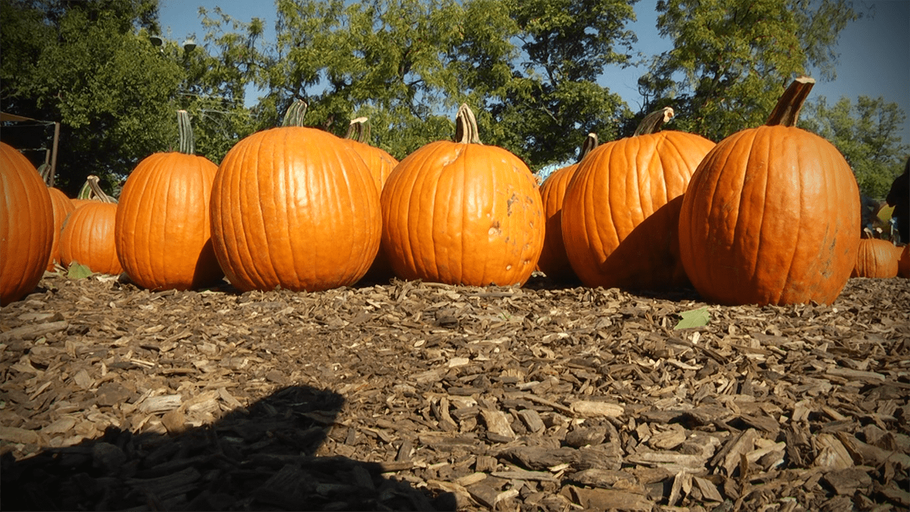 39th Annual Pumpkin Fest at Cosley Zoo