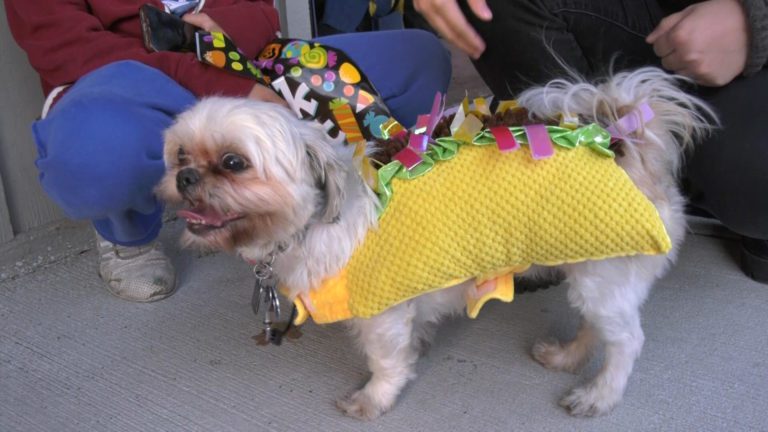 Dog dressed as taco at Two Bostons Trick or Treat pet parade