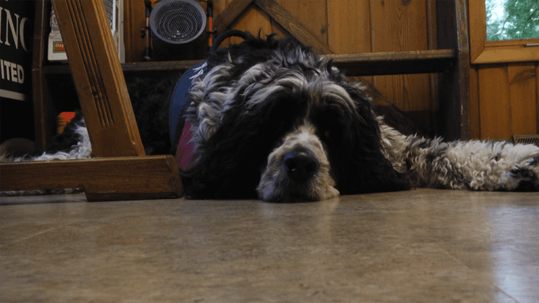 dog laying on the ground