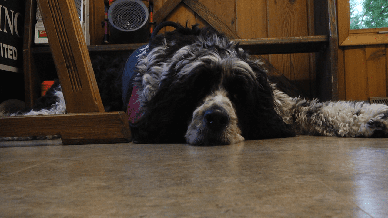 vip-service-dog-foundation-places-pets-with-purpose