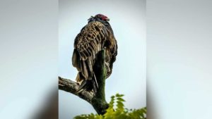 photo of vulture by Joe Viola