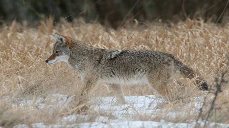 Image from Pexels. Shows Coyote walking through prairie grass.