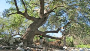 tree image from Morton Arboretum