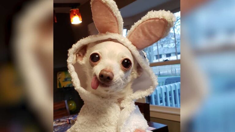 The Meader family's dog, Bunny.