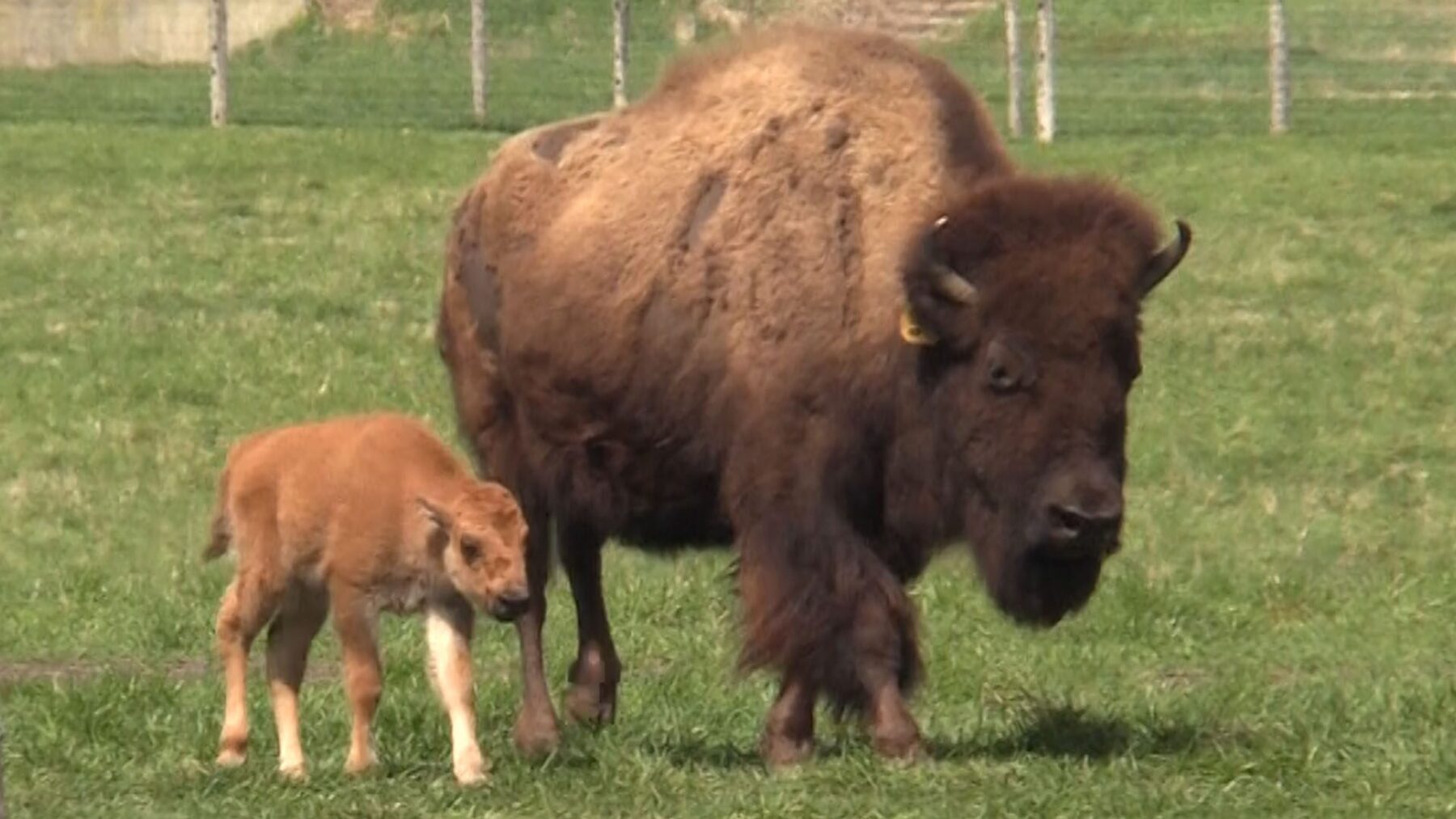 Fermilab new baby bison NCTV17