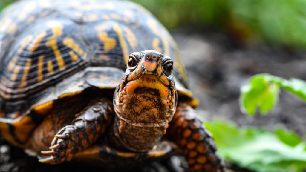 Close up of a turtle