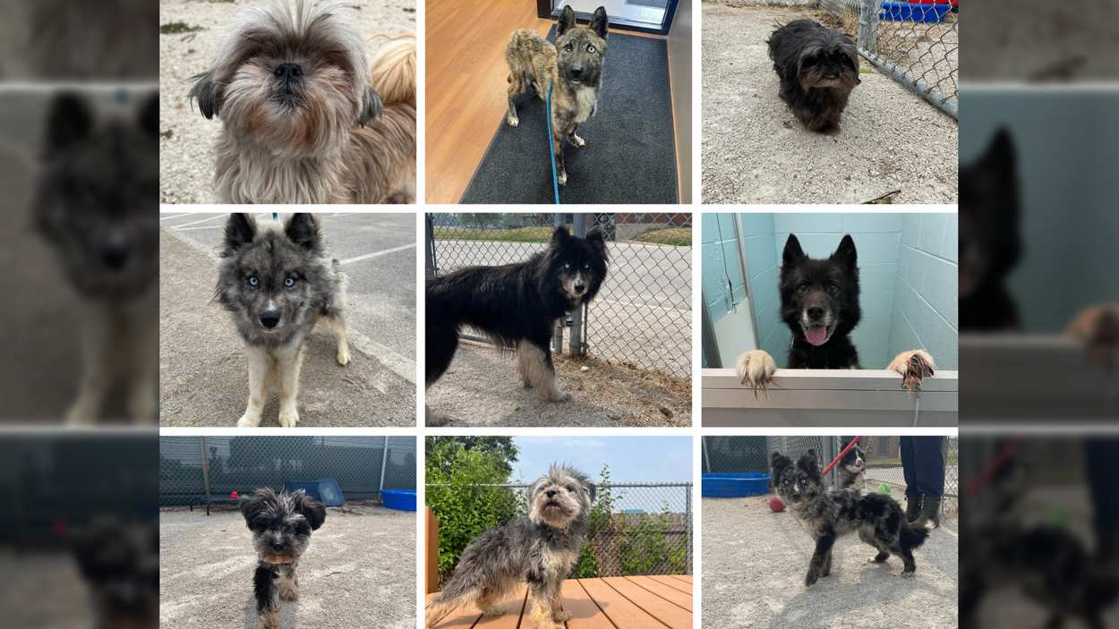 DuPage County Animal Services asks for help clearing county's animal