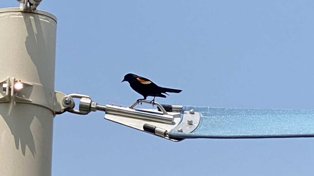 Red-winged blackbird perched on sun shade.