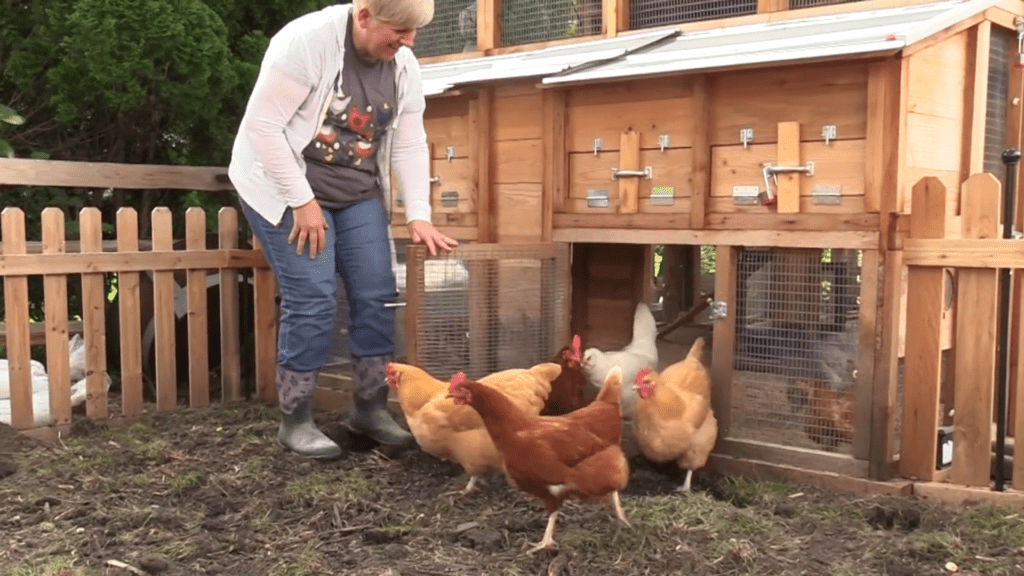 Chickens coming out of a coop at the chicken therapy location in Naperville