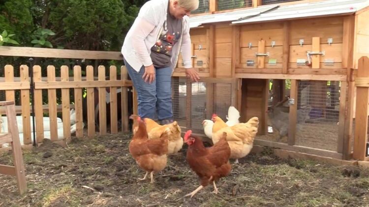 Therapy chickens at Touch My Heart