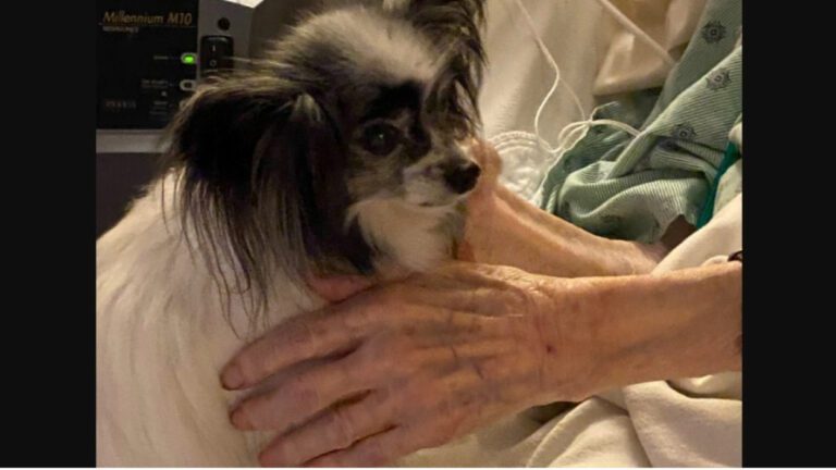 Lizzy's Fund gives senior dogs a chance to thrive