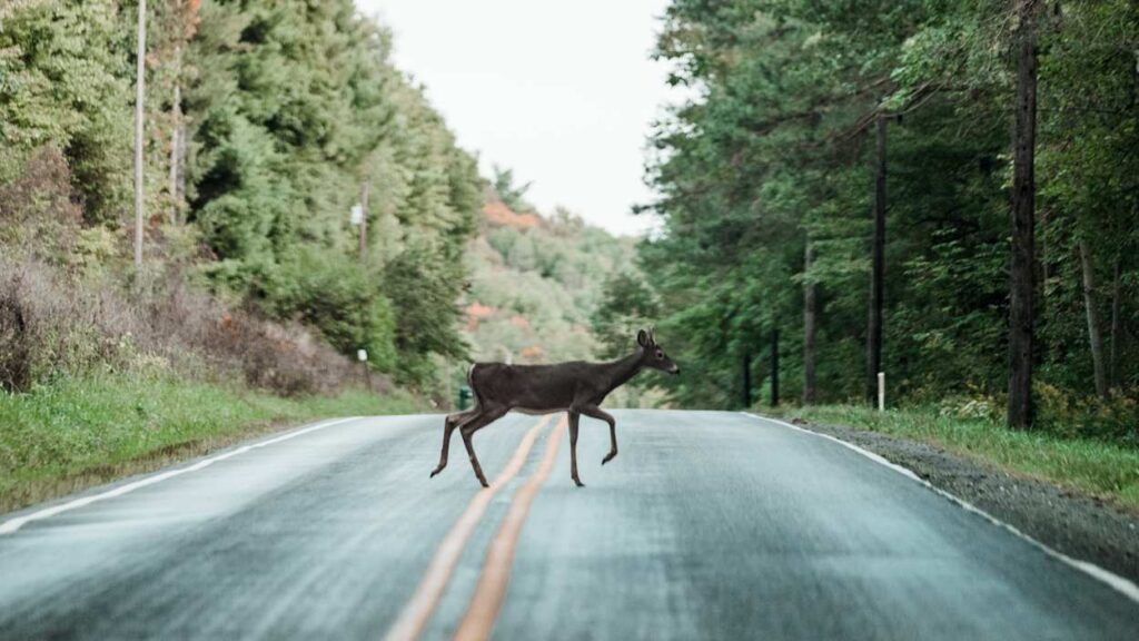 Deer crossing the road