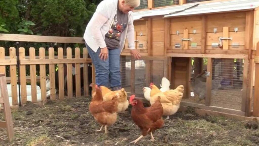 Wendy Montalbano and chickens at Naperville's Touch My Heart