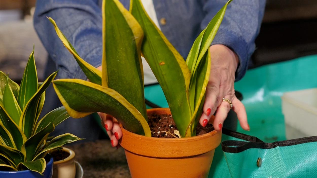 Houseplants for Beginners NCTV17