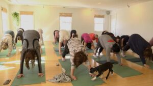 yoga class with puppy wandering through