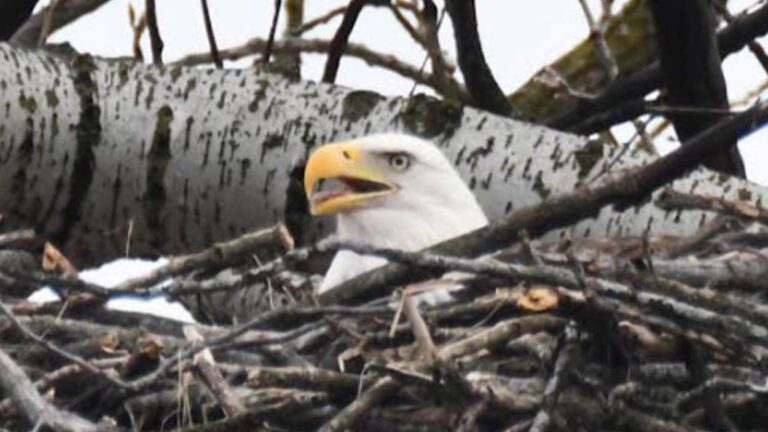 Eagle in nest at Will County forest preserve