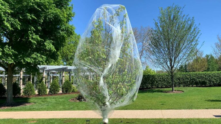 Netted tree at The Morton Arboretum to protect from cicadas