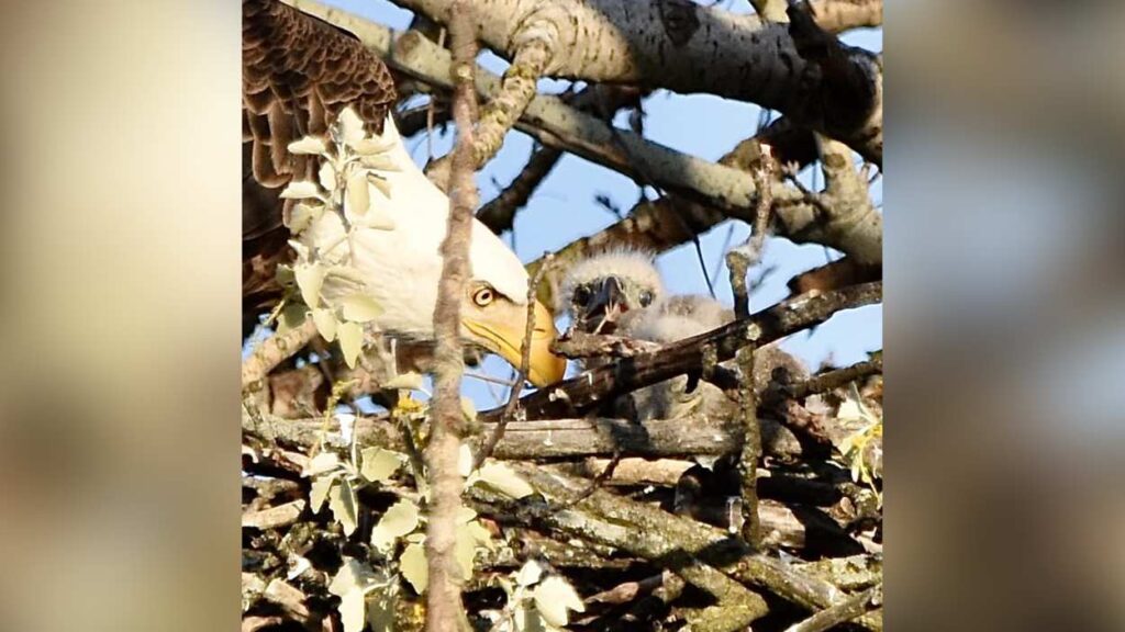 Eaglet in nest with bald eagle parent next to it