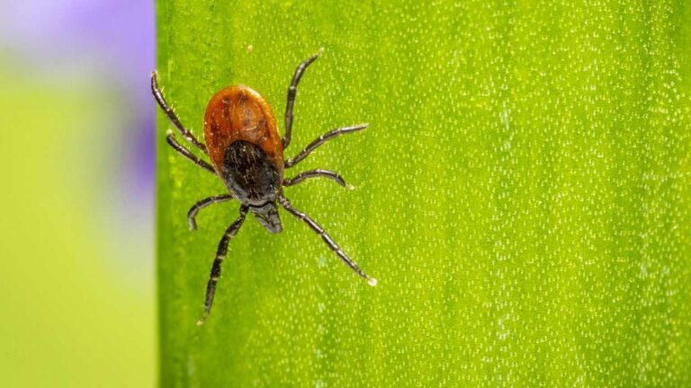 stock photo of a tick on a plant